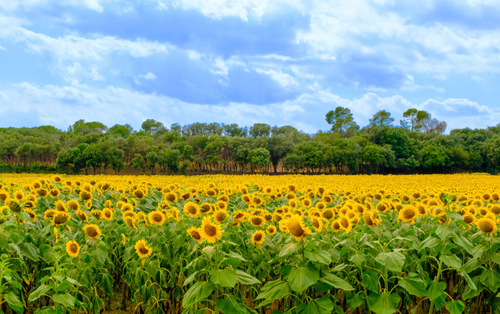 La Bisbal d'Empordà, la capital de la cerámica