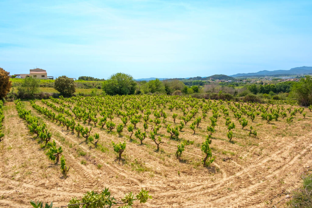 Vinyes
