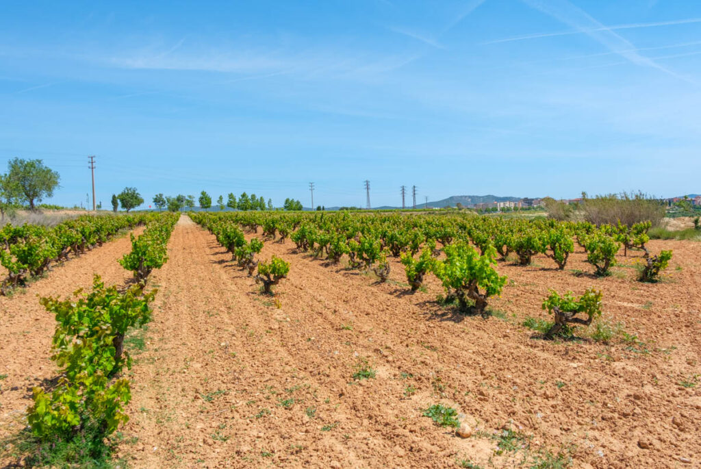 Vinyes