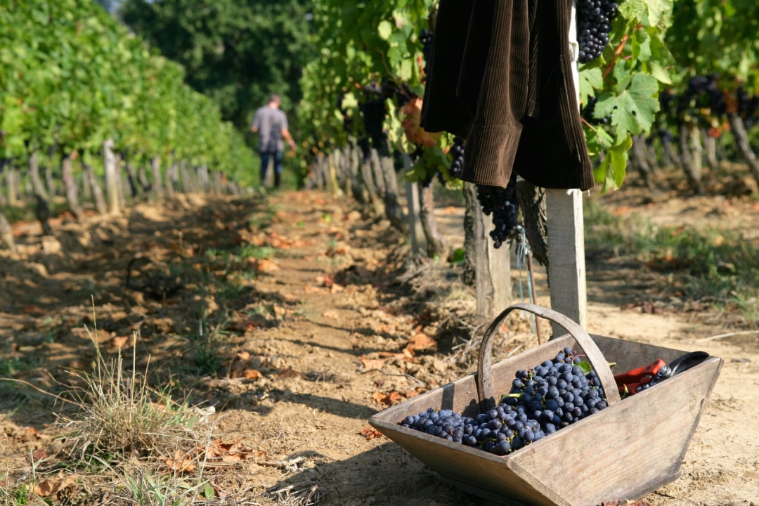 La Verema del Cava
