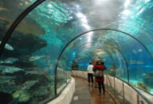 Aquàrium de Barcelona, el mundo acuático al alcance de todos