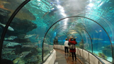 Aquàrium de Barcelona, el món aquàtic a l’abast de tots