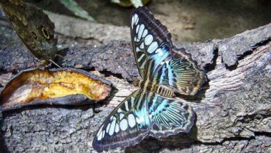 butterfly park