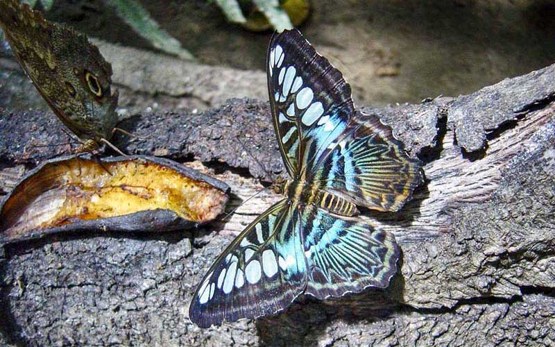 butterfly park